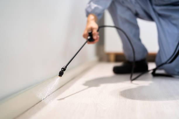 Certified termite inspector examining foundation in Dale City
